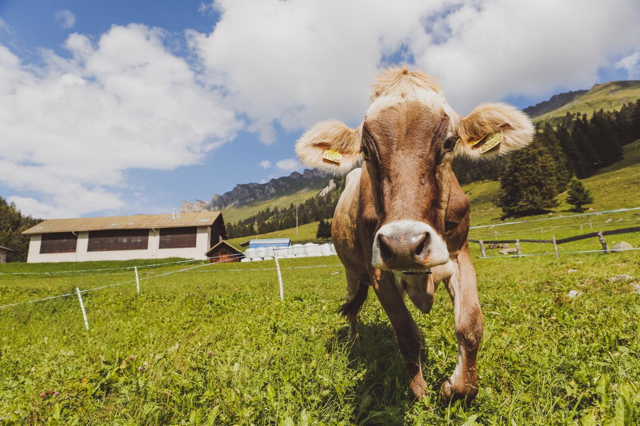 Lai Lifestyle Hotel Lenzerheide Buitenkant foto